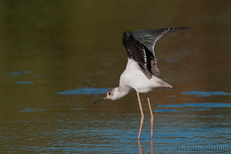 Stretching del cavaliere